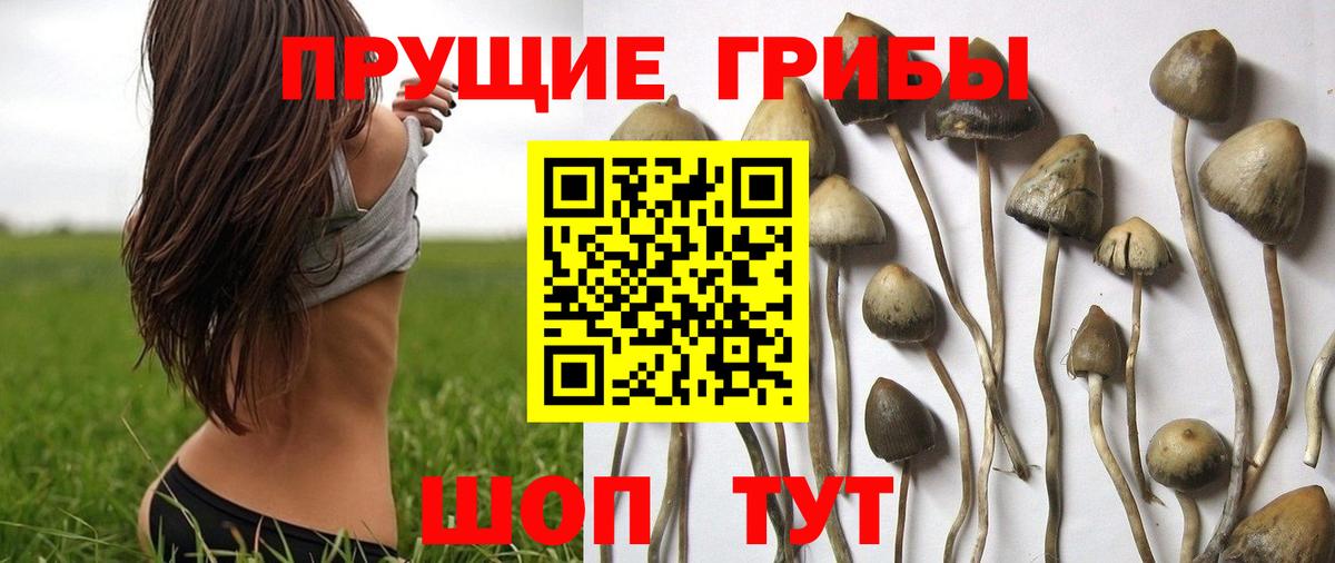 Баксан  Псилоцибиновые грибы Psilocybine cubensis  цены   Вход с VPN 