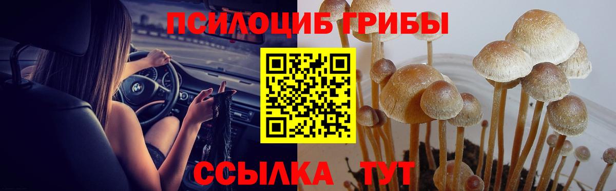 Псилоцибиновые грибы Psilocybe Баксан